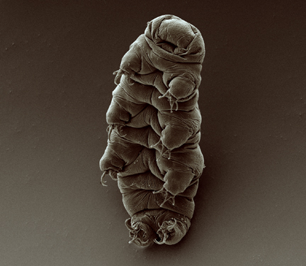 Scanning electron micrograph of an adult tardigrade, Goldstein lab