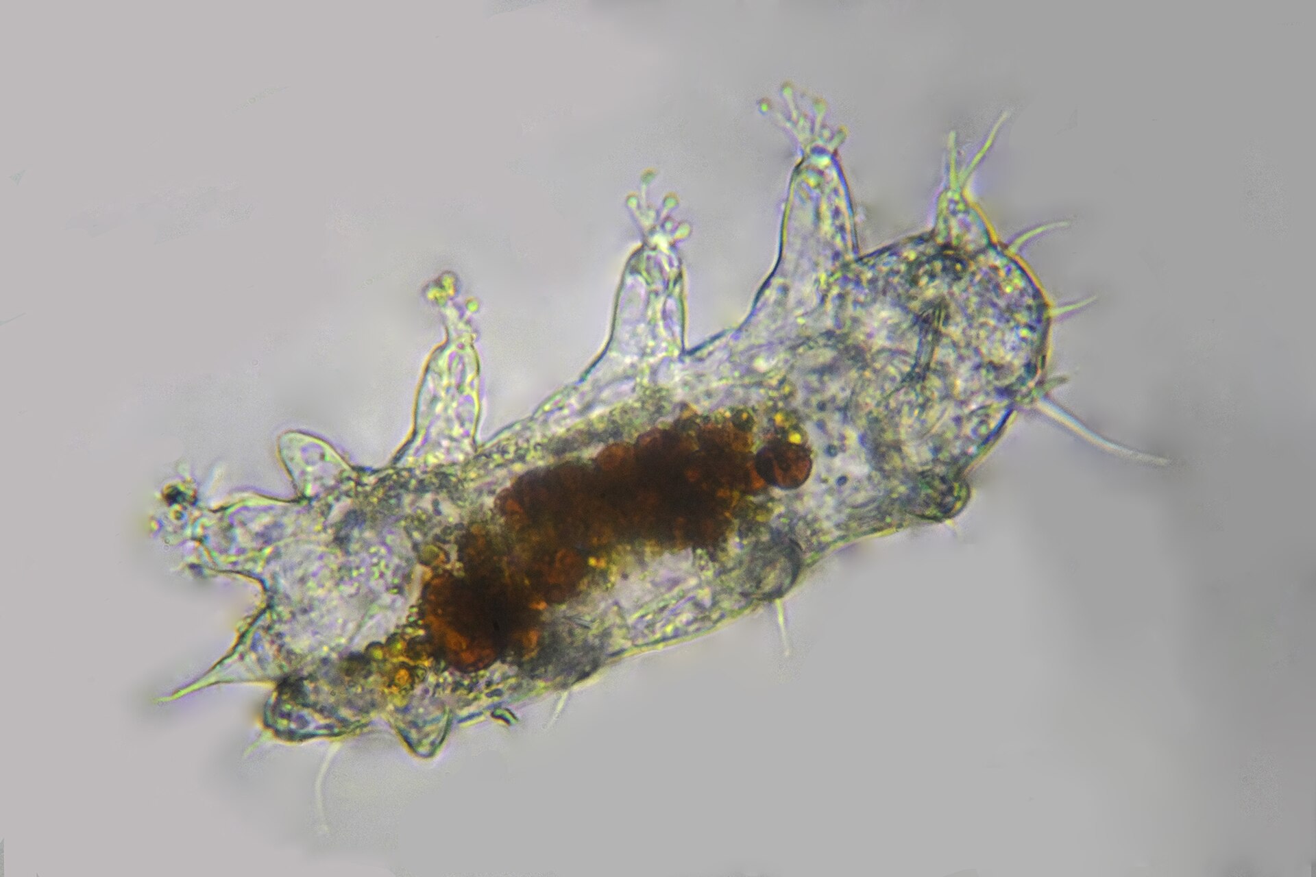 Marine tardigrade Batillipes adriaticus