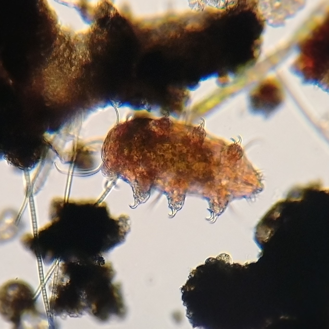 Armored Echiniscus testudo heterotardigrade