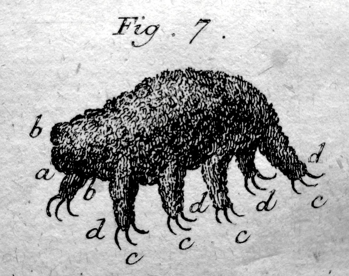 Goeze 1773 first image of a tardigrade