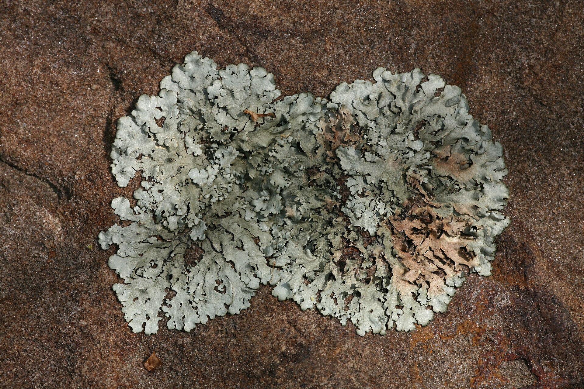 Lichen crust on rock