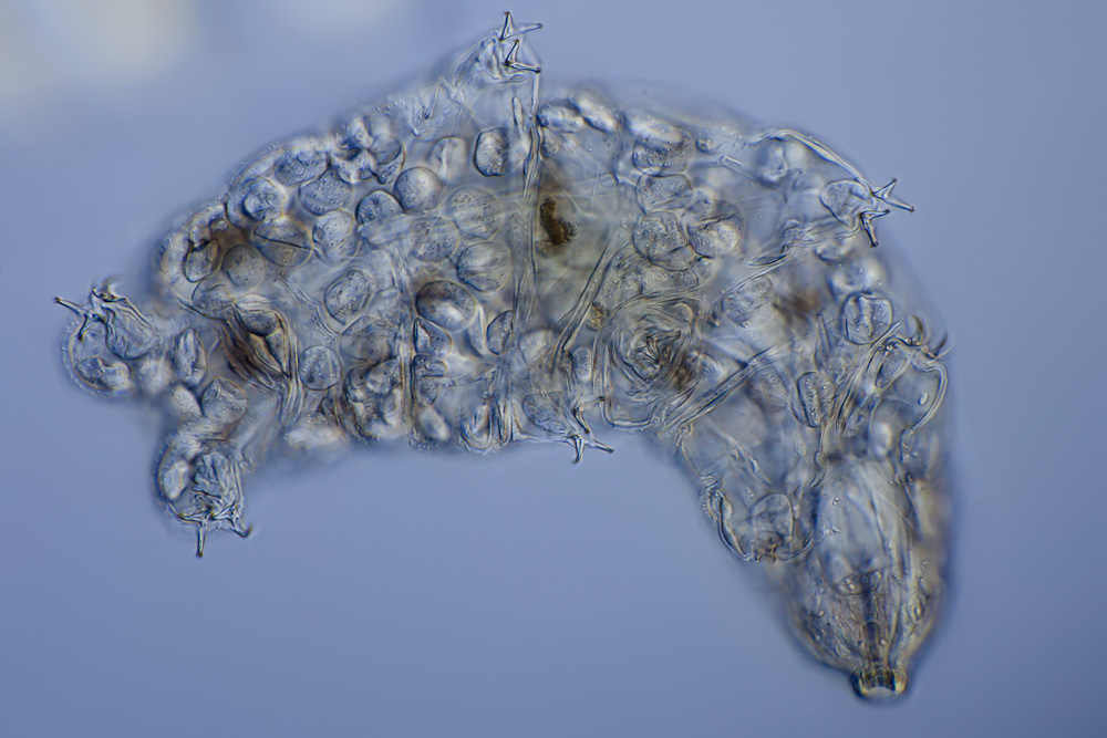 Light-micrograph of a tardigrade by Frank Fox