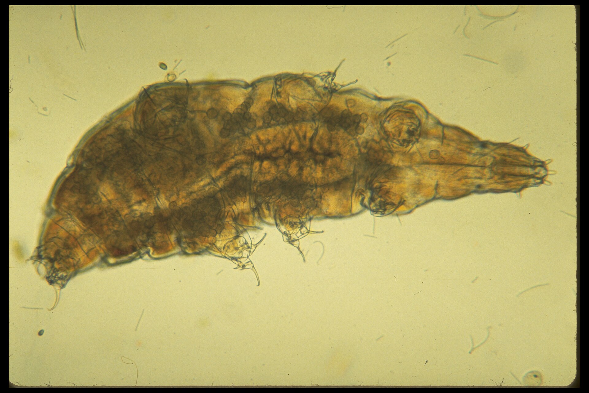 Milnesium tardigradum in culture