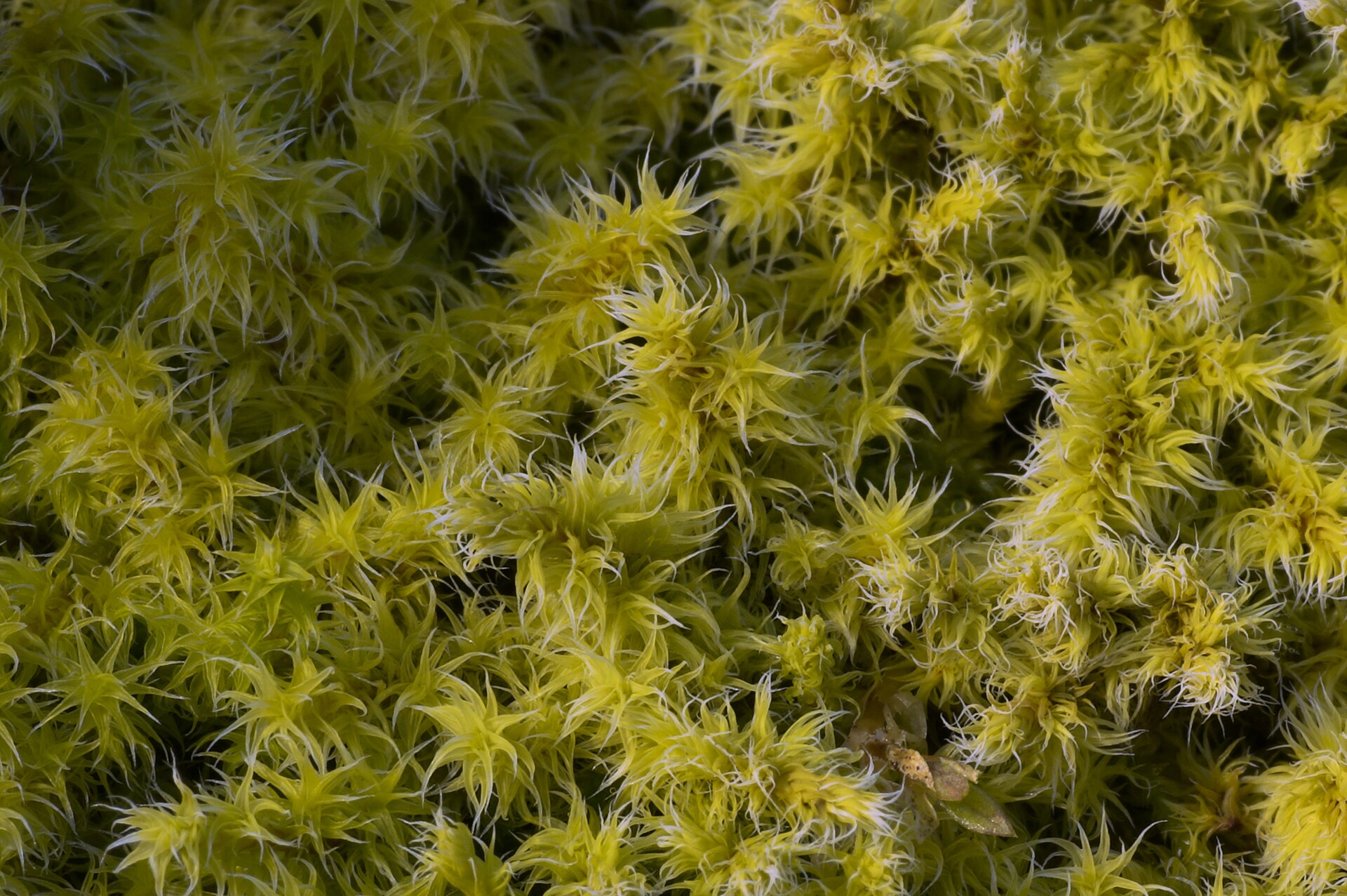 Close moss cushions, a classic tardigrade habitat