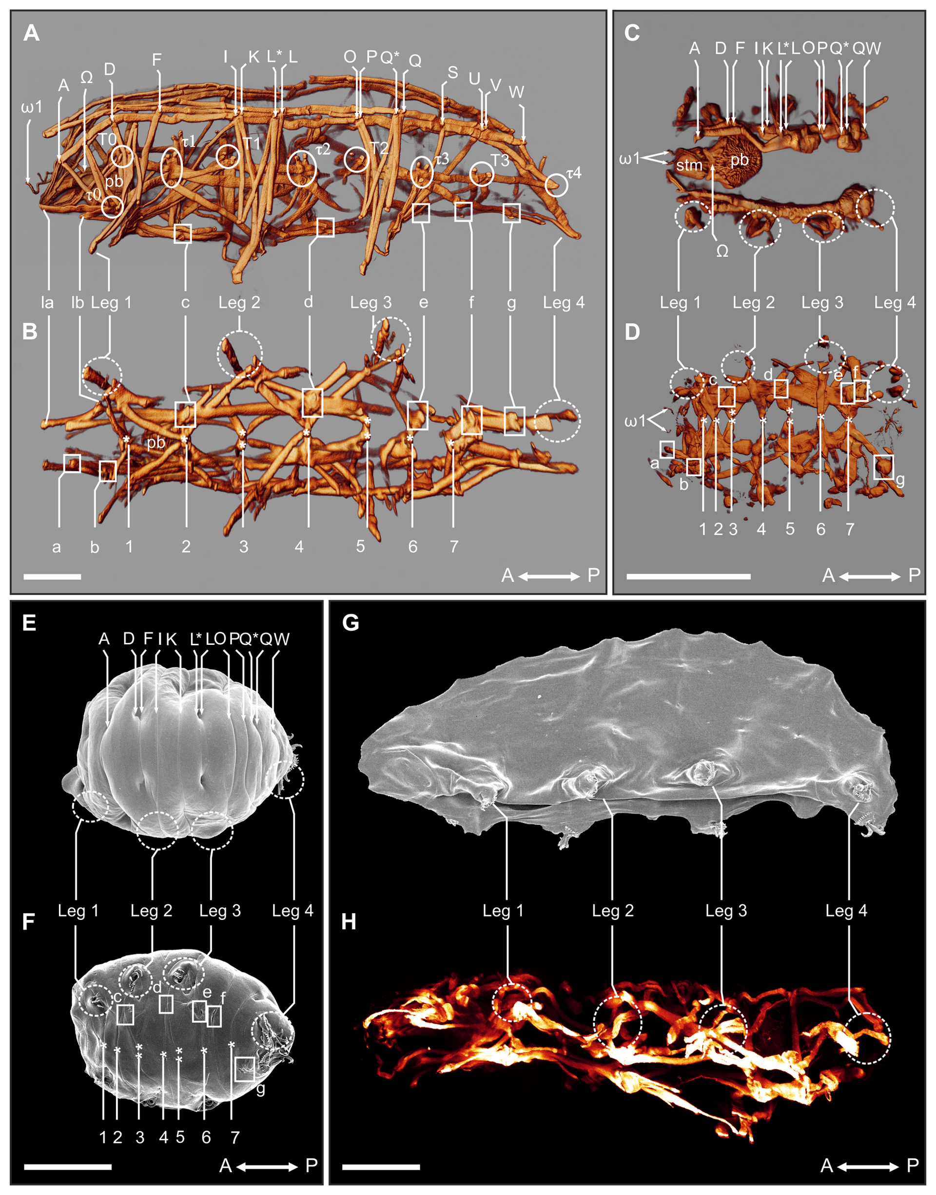 Muscle changes during tun formation
