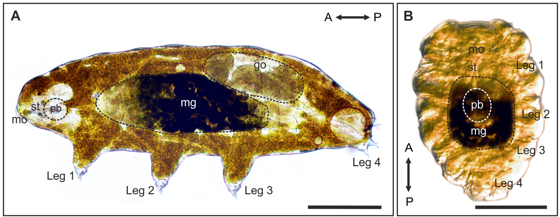 Active tardigrade beside a contracted tun