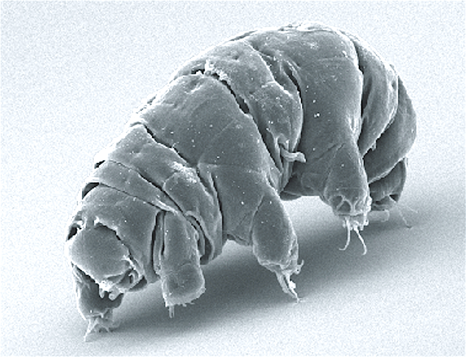 SEM of Milnesium tardigradum active