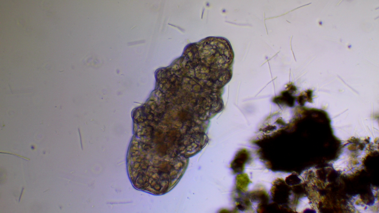 Live tardigrade photographed from a house gutter in Cleveland