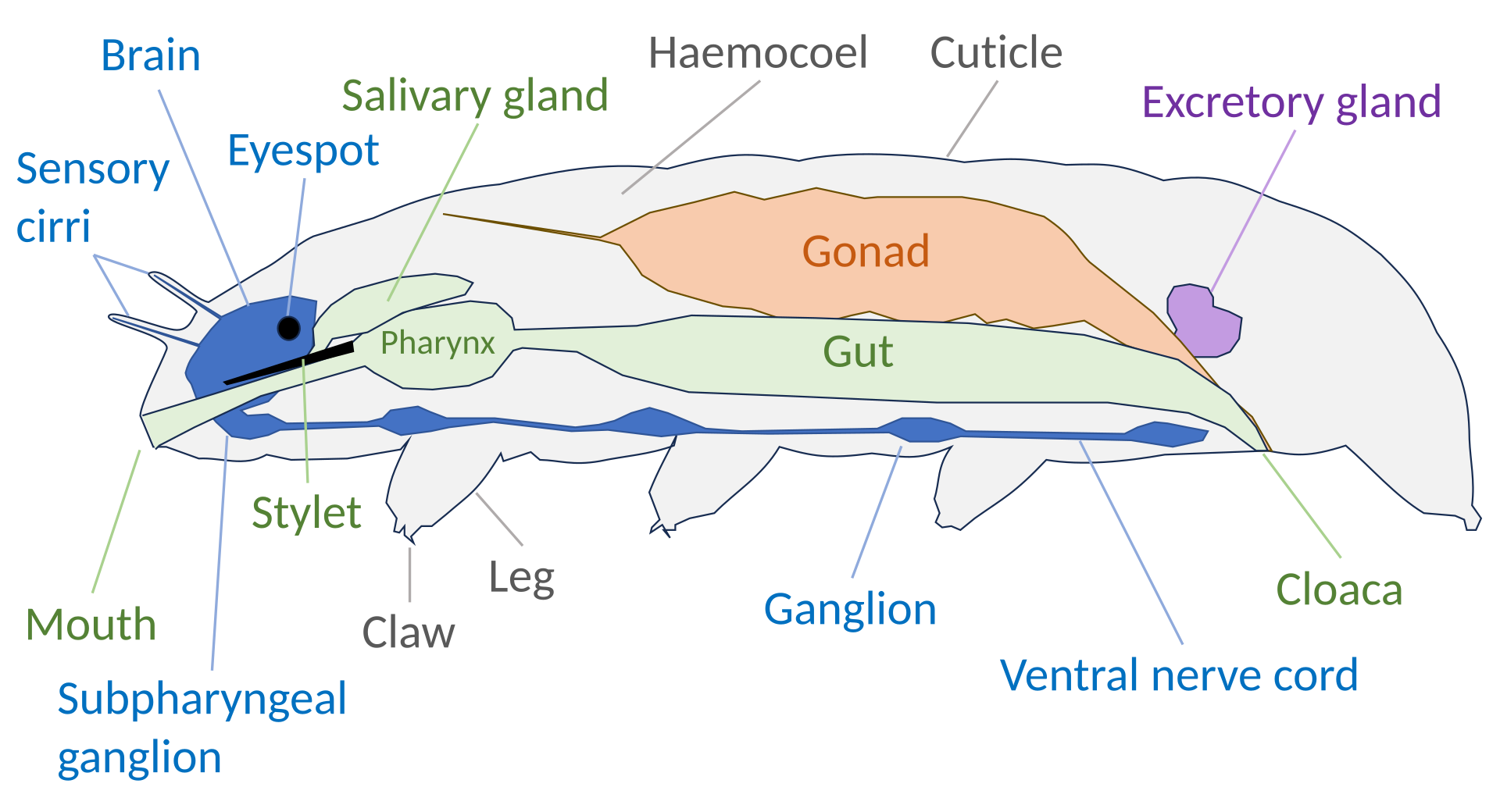 Labeled tardigrade anatomy diagram
